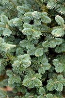 Abies lasiocarpa 'Compacta' - Sapin nain