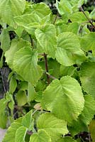 Tetradenia riparia - Iboza ou Ginger Bush