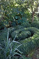 Petit jardin avant de banlieue avec Astelia Chatamica 'Silver Spear', boîte à tourbillon topiaire, Cotinus grace, en haut au milieu et Eriobotrya japonica - Loquat - en haut à droite.