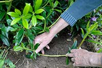 Propagation du rhododendron par stratification - Étape 2 - mise en place de la tige