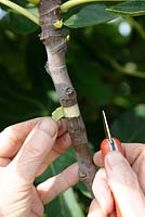 Superposition à l'air d'un figuier - Étape 1 - Enlever un morceau d'écorce autour de la branche avec un greffeur