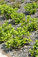 Hydrangea macrophylla - arbuste Hortensia au printemps avec paillage d'ardoise