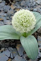 Allium karataviense 'Ivory Queen' avec ardoises