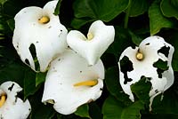 Zantedeschia aethiopica - Arum Lily endommagée par la grêle