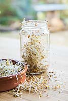 Pot en verre et plat en terre cuite contenant des graines de luzerne germée, avec des graines en vrac dispersées sur la table.