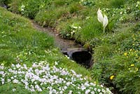 Cours d'eau entre les berges herbeuses avec plantation d'Anemone nemorosa, Lysichiton camtschatcensis et Primula vulgaris