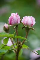 Rosa muscosa 'Madame Louise Leveque' - arbuste à l'ancienne rose
