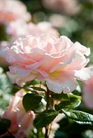 Rosa 'Kings Macc '. Queen Mary Rose Garden, Regent's Park, Londres
