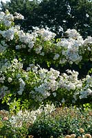 Variété inconnue de rose blanche. Roseraie de la reine Mary. Regent's Park, Londres