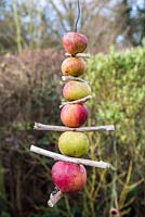 Mangeoire à oiseaux Apple suspendu à un arbre