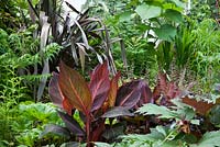 Phormium tenax 'Atropurpureum', Paulownia tomentosa, Darmera peltata, Canna 'Durban' syn. 'Tropicana', Rheum palmatum var. tanguticum