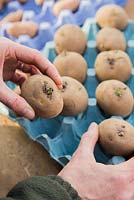 Chitting des pommes de terre. Placer la 'fusée' de pommes de terre dans un plateau à œufs