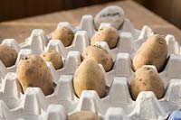 Chitting des pommes de terre. Pomme de terre 'Premiere' dans un plateau d'oeufs