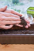 Recouvrir les graines de Mizuna d'une fine couche de compost