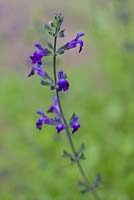 Salvia 'Purple Queen'