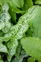 Arum italicum 'Marmoratum'