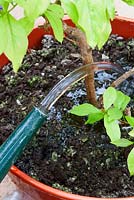 Nourrir une Brunsfelsia calycina - Hier, aujourd'hui et demain. Application d'une alimentation liquide à l'aide d'un arrosoir