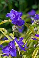 Tradescantia (Groupe Andersoniana) 'Sweet Kate'