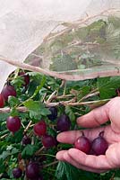 Récolte de Ribes uva-crispa 'Rokula' (Groseille) sous une housse de protection en molleton