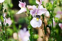Abeille minière - Andrena sp. sur fleur