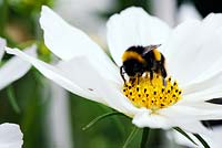 Bourdon à queue chamois (Bombus terrestris) sur fleur cosmos