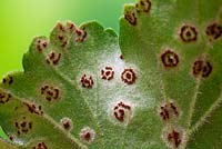 Rouille du pélargonium sur les feuilles du pélargonium, causée par le champignon Puccinia pelargonii-zonalis.