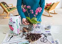 Ajouter un terreau d'orchidée