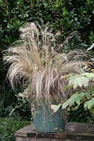 Stipa tenuissima variété Pony Tails en pot de bord de mer - l'herbe ornamnetal est partie en semence en septembre
