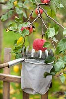 Récolte de pommes à l'aide d'un cueilleur de fruits.