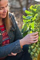 Femme récoltant des choux de Bruxelles en hiver - Brassica oleracea var. gemmifera 'Bosworth F1'