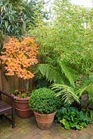 Coin d'un petit jardin de ville en automne avec Dicksonia antarctica, bambou, bergénie et écrêté et érable japonais en pot.
