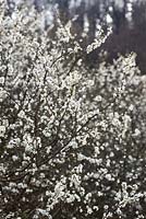 Prunus spinosa - Prunellier, prunelle.