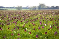 Fritillaires dans le North Meadow, Cricklade, Gloucestershire. Fritillaria meleagris