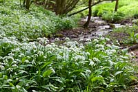 Allium ursinum - Ail sauvage poussant à côté d'une ruelle dans le Gloucestershire. Ramsons.