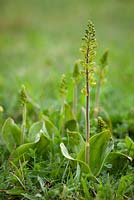Listera ovata - Orchidée Twayblade.
