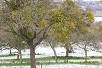 Viscum album - Gui poussant sur les arbres fruitiers un jour d'hiver enneigé dans un verger dans le Worcestershire.