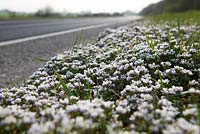 Cochlearia danica - Scorbut danois poussant le long du bord d'une route dans le Kent.