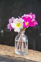 Affichage floral de primevères dans un bocal en verre