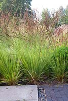 Molinia caerulea 'Edith Dudszus'