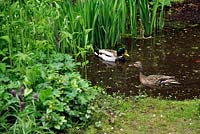 Canards nageant dans l'étang de jardin