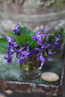 Viola riviniana dans un vase en verre décoré de petites pierres sur une table rouillée