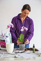 Ajouter du compost d'Orchidée frais.