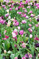 Botrytis blight - Tulipa - feu de tulipes