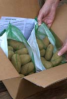 Déballage livraison par correspondance de pommes de terre de semence 'Juliette'