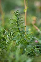 Filipendula vulgaris - Feuillage de Dropwort ou Fern-leaf Dropwort poussant sur les falaises de la péninsule du Lézard, Cornwall.