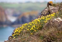 Lotus corniculatus - Bird ' s-foot trèfle sur les falaises de la péninsule du Lézard, Cornwall.