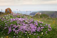 Thymus polytrichus - Thym sauvage poussant au-dessus des falaises près de la péninsule du Lézard, Cornwall.