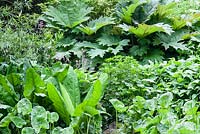 Feuillage contrastant sur les bords humides de l'étang, y compris rhubarbe ornementale Rheum palmatum, chou mouffette - Lysichiton americanum, souci des marais - Caltha palustris avec campion rouge - Silene dioica poussant à travers. À gauche, le saule Salix viminalis