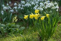 Narcisse 'Bowles soufre précoce' avec Galanthus nivalis et Primula elatior