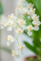 Oncidium 'Twinkle '. Orchidée parfumée.